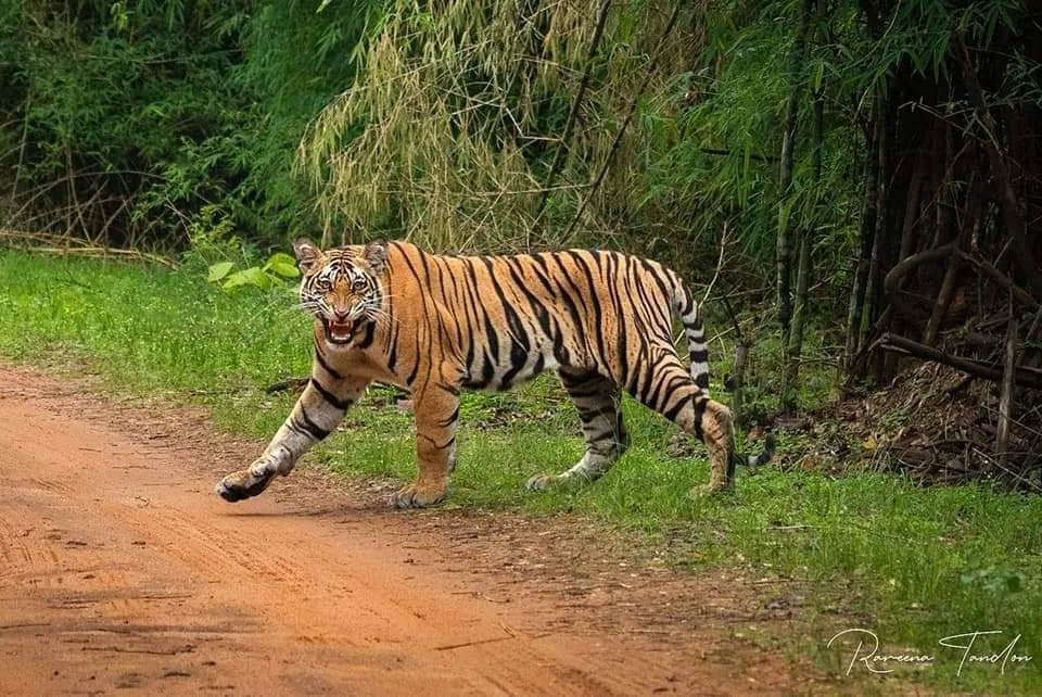 Sariska Tiger Reserve Taxi Guide